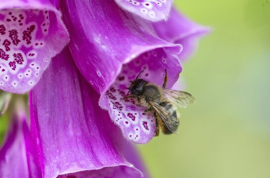Apidae, bees, hymenoptera, osmia bicornis, osmia rufa, red mason bee, red mason bee, insects, wild bees