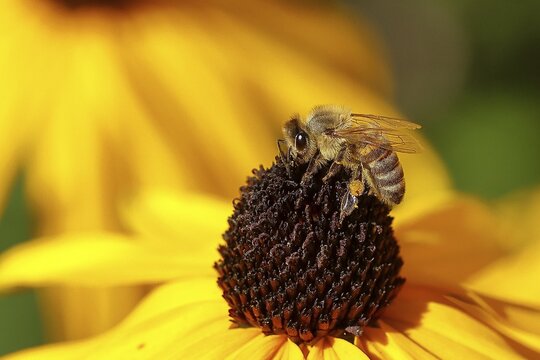 European honey bee (Apis mellifera), collecting nectar from a flower of yellow coneflower (Echinacea paradoxa), Wilden, North Rhine-Westphalia, Germany