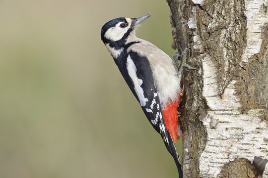 Great spotted woodpecker (Dendrocopus major), male, foraging on the trunk of a common birch (Betula pendula), wildlife, woodpeckers, nature photography, autumn, Wilnsdorf, North Rhine-Westphalia, Germany