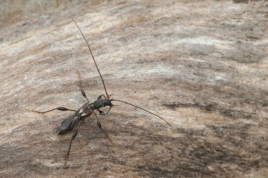 Dark-shelled short-blanket buck, spruce short-blanket buck, small wasp buck, molorchus minor, short-winged longhorn beetle, beetle, longhorn beetle, coleoptera, insects, beetles