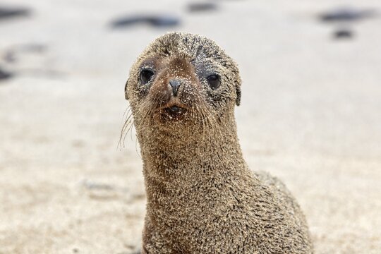 Sea lion pup (Zalophus wollebaeki), San Cristobal, Galapagos, Ecuador