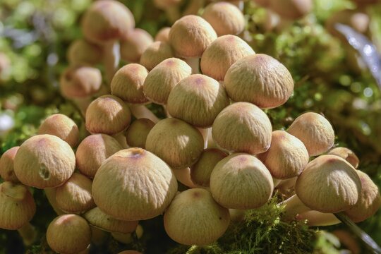 Cluster crumblecap, Drosophila subpapillata, psathyrella hydrophiloides, psathyrella piluliformis, white-stemmed stick sponge, watery fiberling, watery grumbling, watery mumbling, fungi, fungi, mushrooms