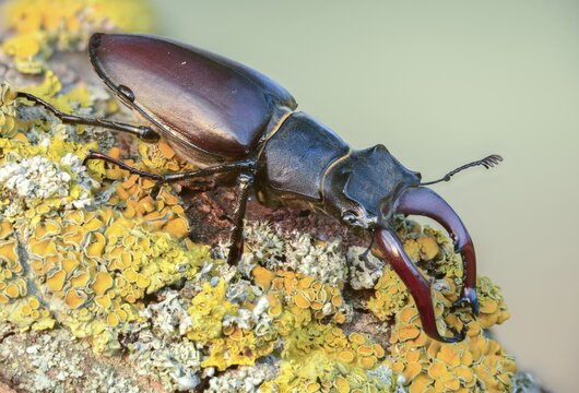 Thundergugi, firecracker, stag beetle, horn shredder, Lucanus cervus, Schr&ouml;ter, Beetle, Coleoptera, insects, insects, beetles, male, stag beetle