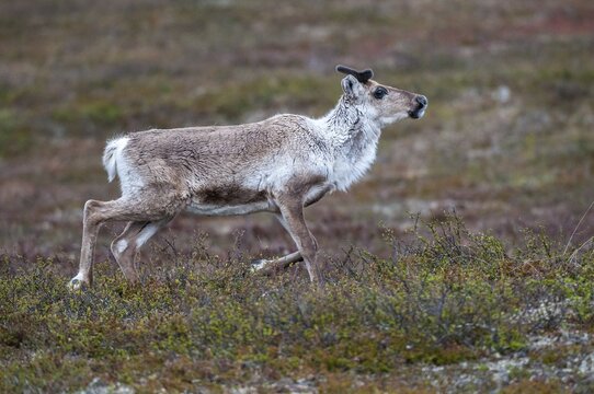 Artiodactyla, even-toed ungulate, Finland, cloven-hoofed, rangifer tarandus, reindeer, reindeer, mammals, mammals