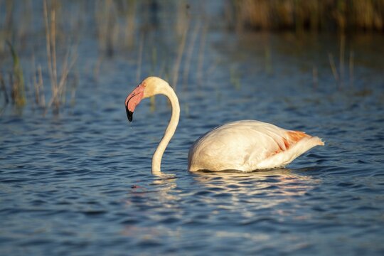 Afro-Asian Greater Flamingo, Eurasian Flamingo, European Flamingo, Granelli, Greater Flamingo, Italy, Pantano Cuba Lagoon, Pantano Longarini Lagoon, Pantani Cuba and Longarini, Phoenicopterus Roseus, Rosy Flamingo, Migratory Bird Sanctuary Pantani Cuba & Longarini, Birds, Ciconiiformes, Flamingo, Italy birds, Sicily, Foundation for Biodiversity, stork birds, birds