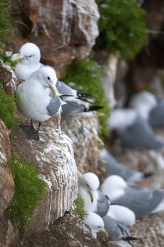 Black-legged Kittiwake, Black-legged Kittiwake, Norway, Rissa Tridactyla, Varanger, Birds, Charadriiformes, Gulls, High Size, Portrait, Limikolen, Seagulls, Birds