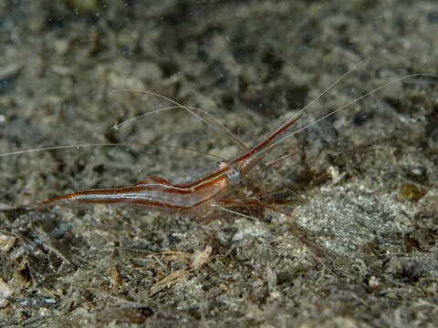Brown shrimp, unicorn shrimp (Plesionika narval), on sandy seabed, dive site peninsula Giens, Mediterranean Sea, Porquerolles, Provence, C&ocirc;te d'Azur, France