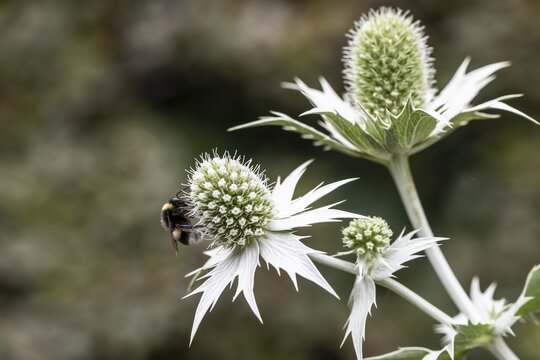 Large earth bumblebee (Bombus terrestris) on an ivory thistle (Eryngium giganteum), Emsland, Lower Saxony, Germany