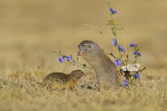 European ground squirrel (Spermophilus citellus) mother with young, eating barley ear, Lake Neusiedl National Park, Burgenland, Austria
