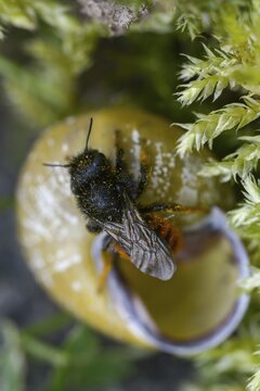 Hymenoptera, osmia bicolor, snail shell bee, bicolor snail house bee, high size, portrait format, insects, two-coloured mason-bee
