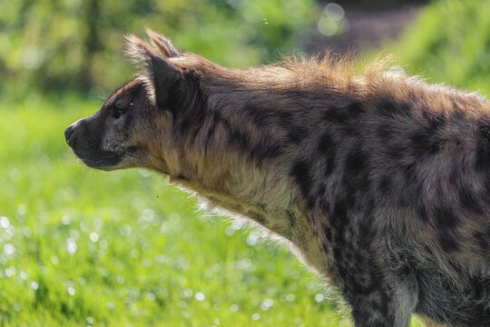 An adult female spotted hyena (Crocuta crocuta) stands against the light in a green meadow