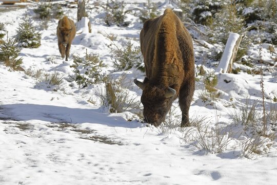 Bison, european bison (Bison bonasus), in winter, walking on a verscheiten forest path, Rothaarsteig, Rothaargebirge, North Rhine-Westphalia, Germany
