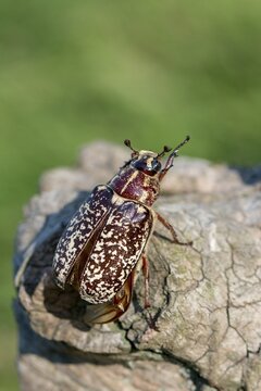 Leaf horn beetle, pine chafer, polyphylla fullo, scarabaeidae, Turkish May beetle, walker, beetle, coleoptera, high size, portrait format, insects, beetles