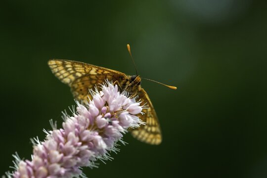 Bite check moth, bite tick moth, euphydryas aurinia, eurodryas aurinia, golden tick moth, green ribbon, marsh fritillary, melitaea aurinia, scabiotic tick moth, butterfly, insects, butterfly, butterflies, butterflies