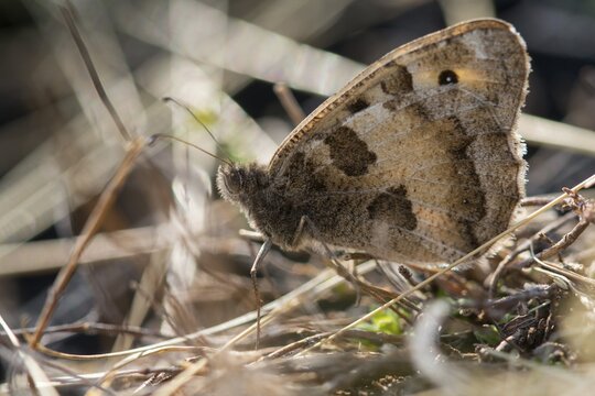 Alpine Witch, Mountain Witch, Chazara Briseis, Hermit, Steppe Porter, Butterfly, Insects, Butterfly, Butterflies