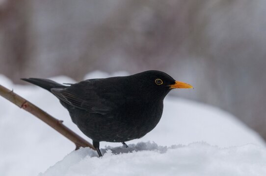 Blackbird, turdus merula, birds, male, passeri, snow, songbirds, snow, songbirds, birds, winter