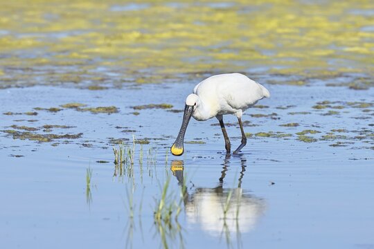 Spoonbill (Platalea leucorodia), adult bird striding through shallow water, adult bird in splendour, wildlife, Ziggsee, Burgenland, Austria