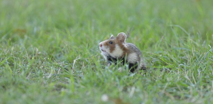 Field hamster (Cricetus cricetus), in a meadow, Vienna, Lower Austria, Austria