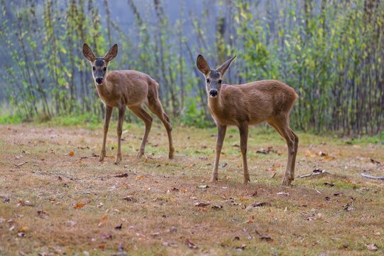 Two roe deer fawns (Capreolus capreolus) cross a meadow