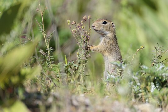 A young European ground squirrel (Spermophilus citellus) eats seats, leaves and flowers in a green meadow with tall vegetation on a sunny day. Austria