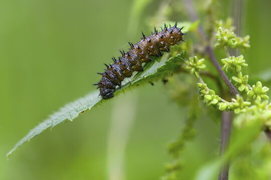 Admiral, nettle, large stinging nettle, red admiral, urtica dioica, urticaceae, Vanessa atalanta, nettle, butterfly, common nettle, flora, inchworm, insects, nettle, nettle leaf, plants, caterpillar, butterflies, stinging nettle, butterflies, stinging nettle, butterflies