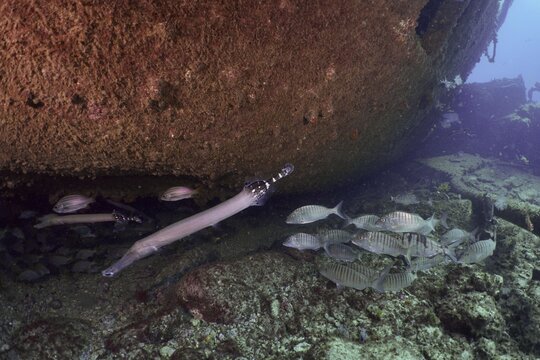 Fish in the underwater landscape near the wreck of the Condesito, dive site wreck of the Condesito, Las Galletas, Tenerife, Canary Islands, Spain