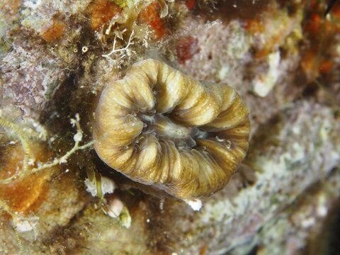 Intricately detailed coral, warty coral (Balanophyllia europaea), with earthy colours on the sea wall, dive site at the Cap de Creus Marine Reserve, Rosas, Costa Brava, Spain, Mediterranean Sea
