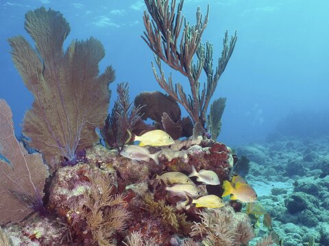 A variety of corals and fish, including the bluestriped grunt (Haemulon sciurus), in a rich underwater reef, dive site: John Pennekamp Coral Reef State Park, Key Largo, Florida Keys, Florida, USA