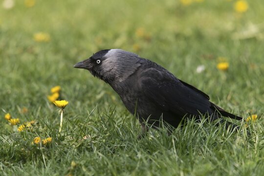 Corvus monedula, jackdaw, birds, corvidae family of birds, passeri, corvids, songbirds, birds
