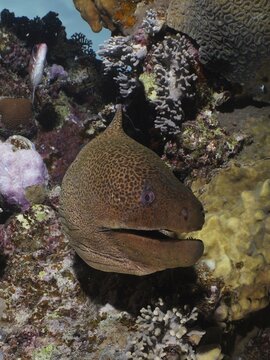 Close-up of giant moray (Gymnothorax javanicus), House Reef dive site, Mangrove Bay, El Quesir, Red Sea, Egypt