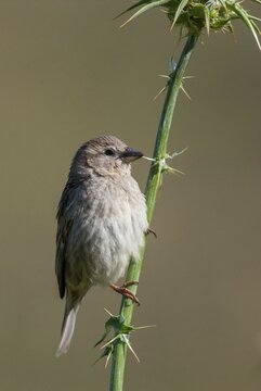 Passer hispaniolensis, Spanish sparrow, willow sparrow, birds, extremadura, female, high size, portrait, passeri, songbirds, Spain, sparrows, birds, female