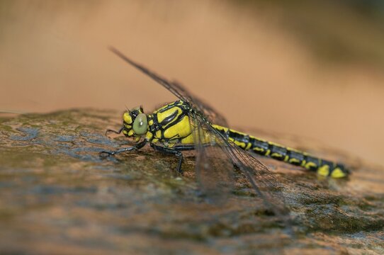 Common Club-Tail, Common Wedge Maiden, Gomphus Vulgatissimus, Anisoptera, Damselflies, Dragonflies, Insects, Dragonflies, Odonata