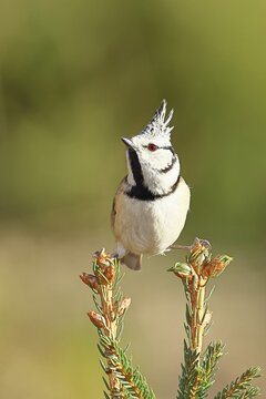 Crested Tit (Lophophanes scalloped ribbonfish), sitting on the top of a young spruce, European spruce (Picea abies), Wilnsdorf, North Rhine-Westphalia, Germany