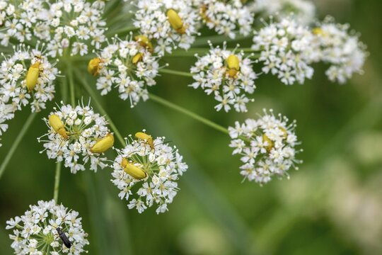 Alleculinae, Cteniopus Flavus, Cteniopus Sulphureus, Plant Beetles, Black Beetles, Sulphur Beetles, Tenebrionidae, Beetles, Coleoptera, Insects, Beetles, Plants, Plants