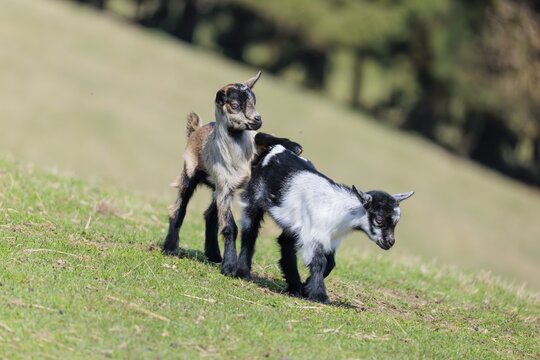 Two young pygmy goats (Capra hircus) are playing together on a sunny day in a green meadow. Austria