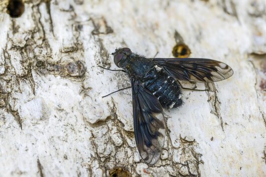 Anthrax anthrax, bombyliidae, common mourning swebs, woolswear, diptera, insects, two-winged birds