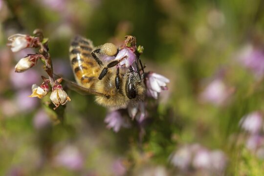 Apidae, Apis mellifera, broom heather, bees, Calluna vulgaris, Ericaceae, European honey bee, hymenoptera, heather family, hymenoptera, western honey bee, common heather, flora, heather, honey bee, insects, ling, plants, plants, simply heather, wild bees