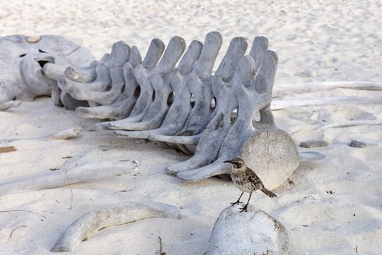 Whale skeleton, Gardner Bay beach, Isla Espa&ntilde;ola, Galapagos, Ecuador