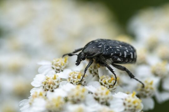 Leaf horn beetle, oxythyrea funesta, rose beetle, scarabaeidae, weeping rose beetle, white spotted rose beetle, beetle, coleoptera, insects, beetles