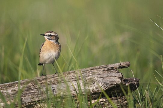 Whinthroats, saxicola rubetra, whinchat, birds, males, passeri, songbirds, birds