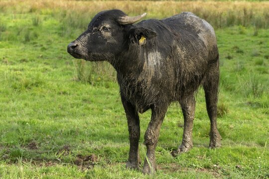 Bavaria, Bubalus Arnee, Even-t&ouml;d Ungulate, Upper Palatinate, Paarhufer, Tirschenreuth, Waldnaab, Waldnaabaue, water buffalo, wild willows Waldnaabaue, extensive grazing, mammals, mammals