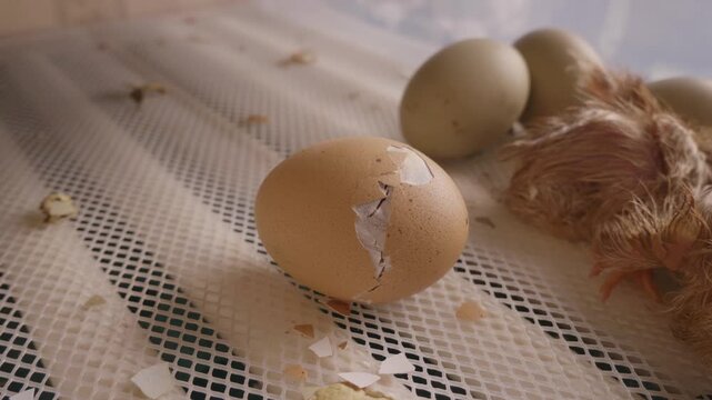 Close-up view of a newborn chick breaking its eggshell to hatch, with other newly hatched chicks and unhatched eggs resting nearby in a farm incubator, symbolizing new life and birth
