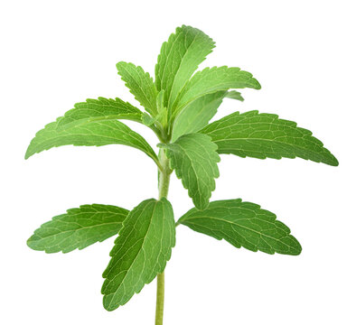 Fresh Stevia Sprig Isolated on White Background