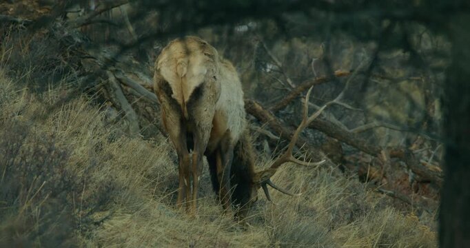 Wild Elk in Rocky Mountains Grazing 
