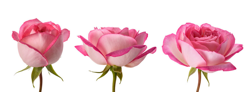 Roses flowers group
