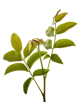 Walnut branch  with leaves  isolated on white background