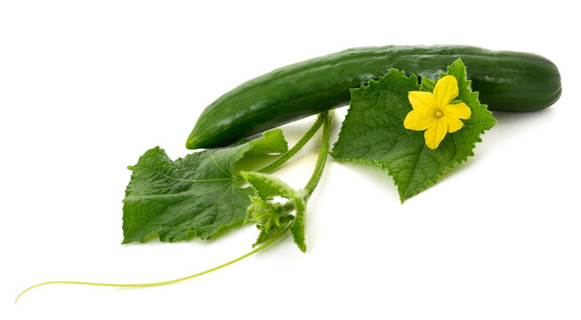 cucumber  with flower and leaves isolated on white background