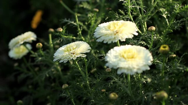 White daisy flower swaying through wind outdoor in nature during springtime close up.