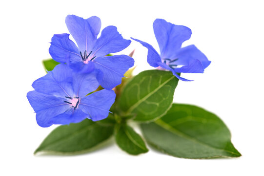 Cerato (Ceratostigma willmottianum) Bach flower isolated on white background

Description:
