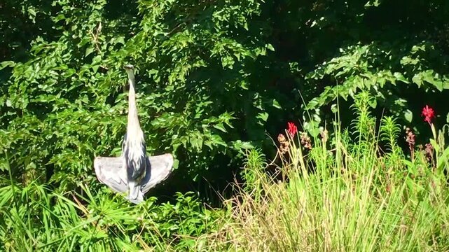 Cocoi heron (Ardea cocoi) holds its wings away from its body and uses gular flutter to dissipate heat while standing in dense vegetation on a hot summer day.